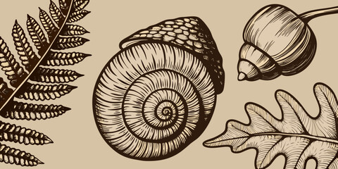 Vintage botanical illustration featuring acorns a snail and fern leaves © Nripen