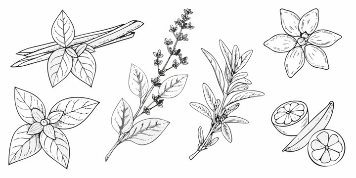Botanical illustration of various herbs spices and citrus slices