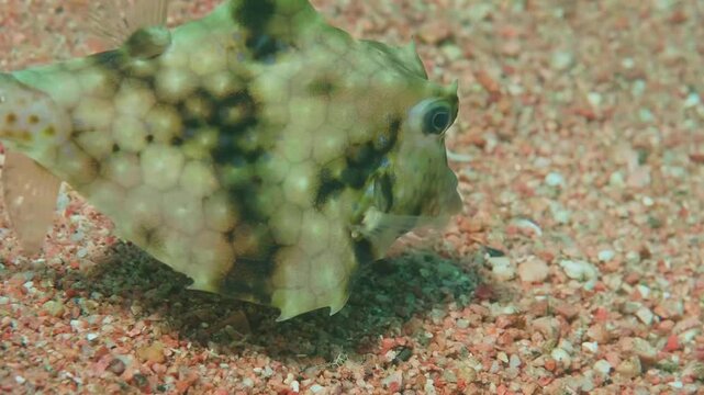 Close up footage of a Humpback Turretfish Tetrosomus gibbosus, also known as Thornback Boxfish or Camel Cowfish, stirring up the sandy bottom in search of food in a tropical marine environment, showca