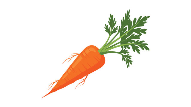 Fresh single orange carrot with a green leafy top is isolated on a white background as a healthy vegetable.