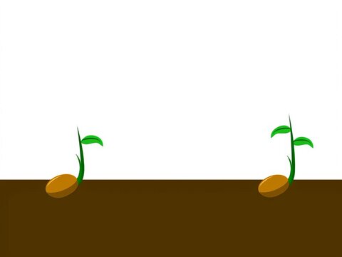 Windblown plants, plant growth from seeds