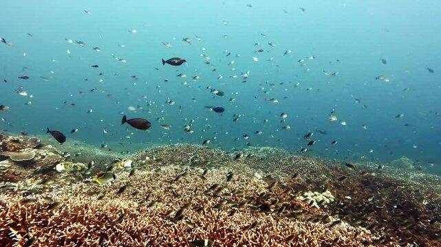 School of tropical fish swimming against strong current in Nusa Penida, Bali, Indonesia.