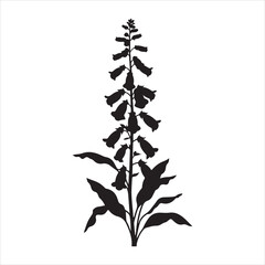 A black silhouette of a foxglove plant flat vector art Silhouette image of a Foxglove flower stem vector isolated illustration © Jabed