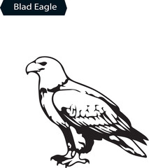 Fototapeta premium Bald Eagle Silhouette Vector Art