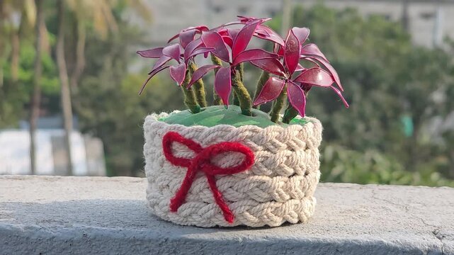 Charming potted plant with red bow decoration, outdoor bokeh background, decorative plant