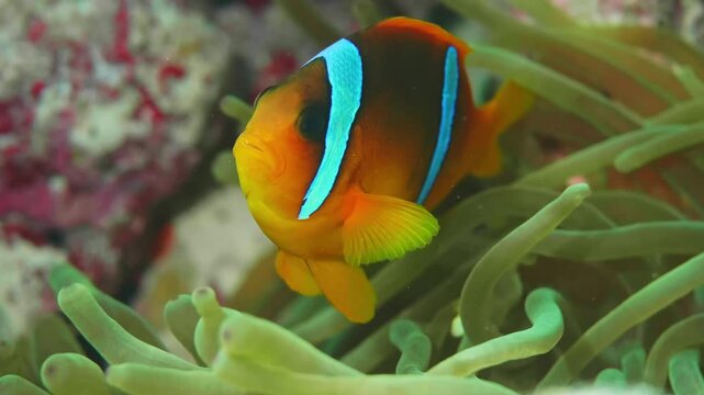 A beautiful Red Sea clownfish Amphiprion bicinctus or Allard's clownfish Amphiprion allardi with distinctive blue and orange markings, swimming gracefully among the protective tentacles of its host an