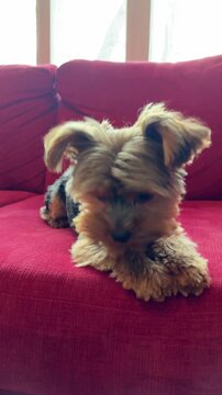 Un chiot Yorkshire Terrier est allong&eacute; sur le canap&eacute;.