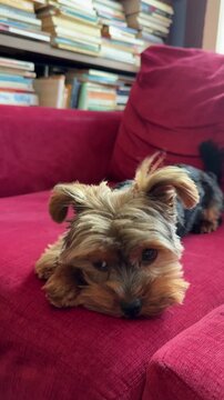 Un chiot Yorkshire Terrier est allong&eacute; sur le canap&eacute;.