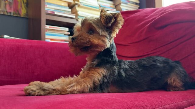 Un chiot Yorkshire Terrier est allong&eacute; sur le canap&eacute;.
