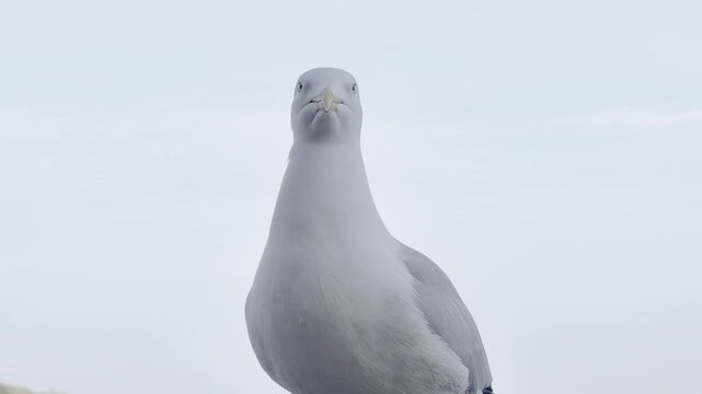 Close up of a seagull Larus sp head against blue sky, first facing camera then turning to profile, showing detailed plumage and natural coastal bird behavior