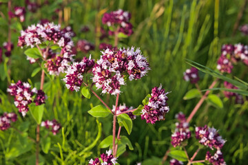 Obraz premium e pink and purple flowers of wild marjoram, selective focus on a green bokeh background - Origanum vulgare 