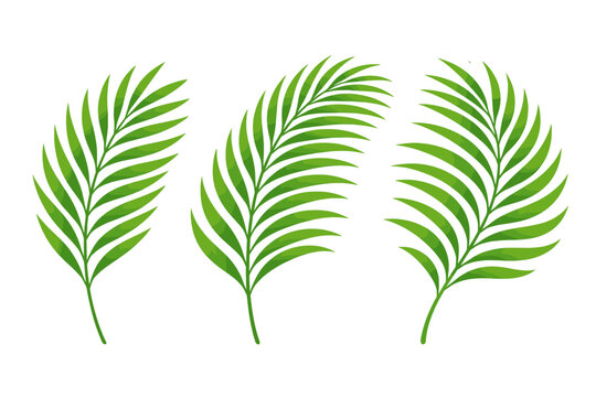 Set of Three Stylized Green Palm Fronds Isolated on White Background. Simple Flat Vector Illustration of Tropical Exotic Leaves for Summer Vacation, Botanical Decor, and Nature-Themed Graphic Art.