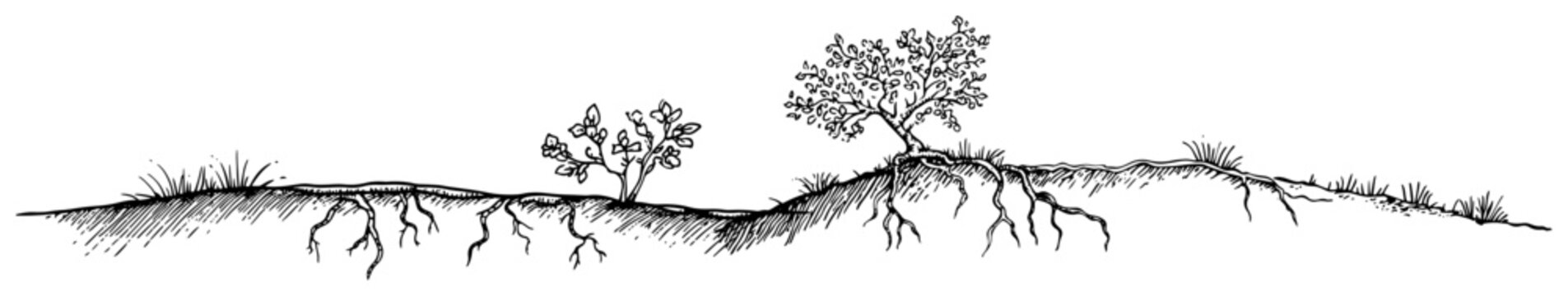 Soil cross section showing tree roots and underground layers in hand drawn doodle style