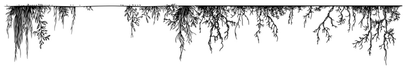 Hanging roots and tangled vines descending from above in sketch style © Kaz