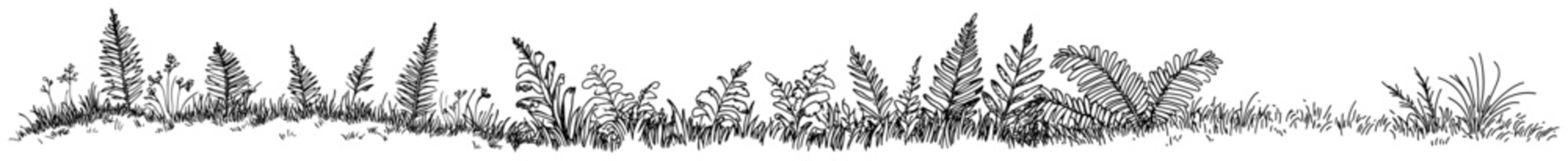 Dense horizontal border of ferns and forest vegetation in sketch style