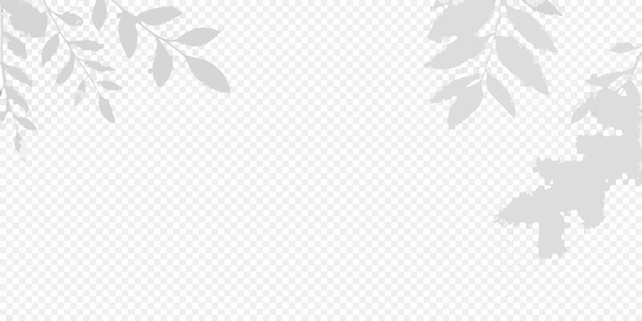 Delicate leaf shadows create a natural transparent corner border