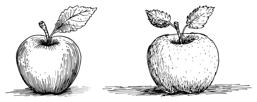 Fresh apple fruit pair with leaves using line and dot shading in hand drawn doodle style