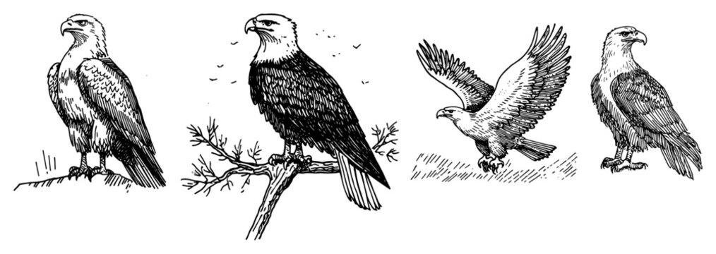 Bald eagles in different poses sitting and flying in sketch style