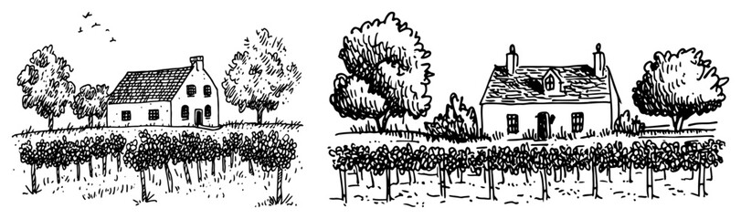 Obraz premium Rural houses and vineyard landscapes with rows of plants in hand drawn ink sketch style