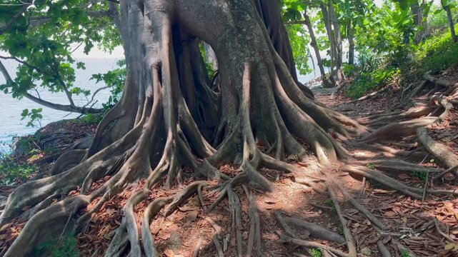 Large exposed tree roots spreading across a forest floor near the coast, creating a natural textured pattern in a tropical setting