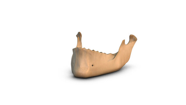 Human Jaw Bone Anatomy Isolated on White