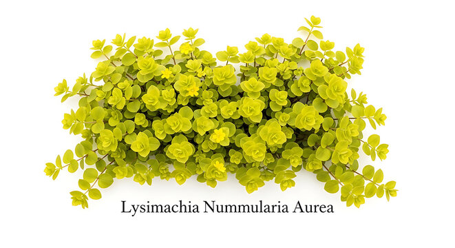 A vibrant cluster of lysimachia nummularia aurea golden creeping jenny on transparent background