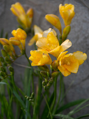 Fototapeta premium Beautiful yellow Freesia in spring in Greece.