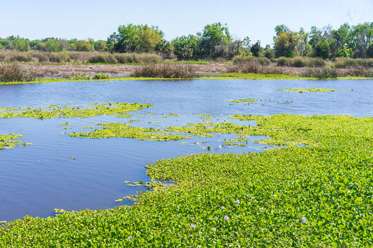 Large mats of water hyacinth (binomial name: Pontederia crassipes) and other aquatic plants floating on a reservoir in Celery Fields, a county stormwater abatement zone, in suburban southwest Florida