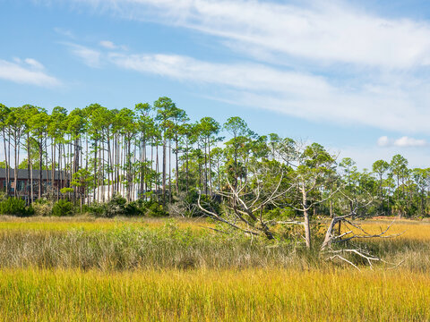 A small ghost tree, probably dying of or killed by saltwater intrusion, in coastal marshland, part of Tolomato River Boardwalk Preserve in suburban St. Augustine, Florida. Ecological motifs.