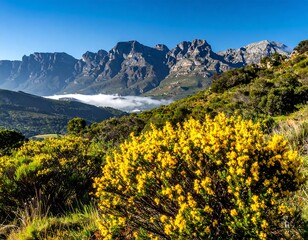 Obraz premium Sunny mountain vista with blooming yellow flowers in the foreground, rolling hills, and fog below the towering peaks