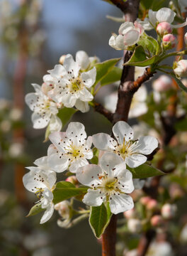 Beautiful flowering Pyrus pear tree in Greece