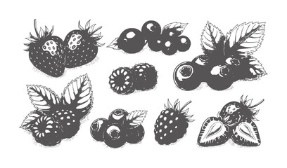 Hand drawn collection of dark grey berries and leaves white berry strawberry blueberry © Salam