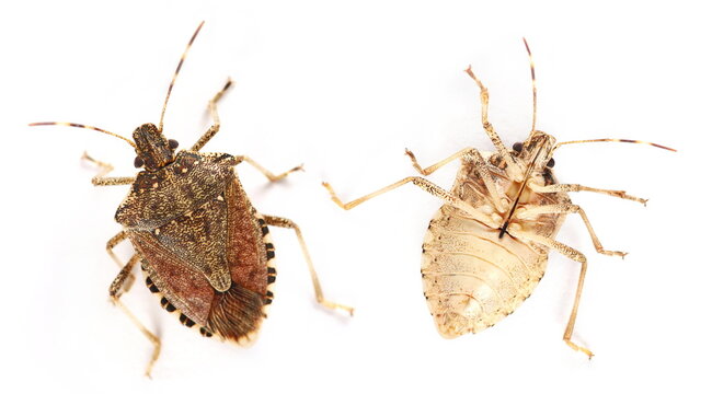 Set brown marmorated stink bug isolated on white background, clipping path, Halyomorpha halys, top view