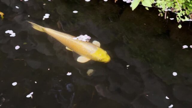 六郷用水 優雅に泳ぐ黄色い鯉の群れと流れる桜の花びら
