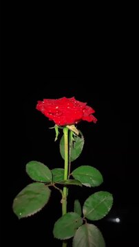 Beautiful Red Rose with Water Droplets on Petals Against Black Background.