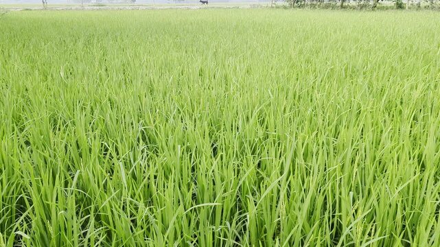 Lush green rice paddy field growing in rural landscape,agricultural farming of rice crops and sustainable cultivation practices in asian countryside