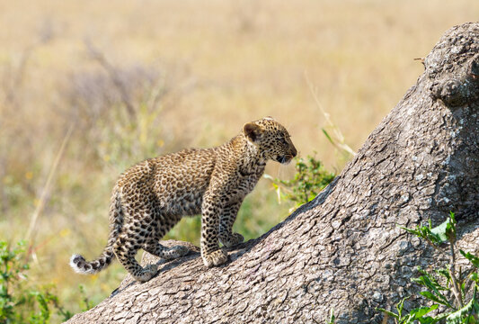 Young African leopard or Panthera pardus pardus venturing away from its parent in tree above