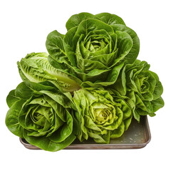 Obraz premium Fresh Green Lettuce Leaves on a Metal Tray isolated on transparent background