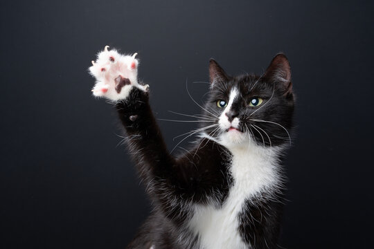 A tuxedo cat plays wildly and raises its paw with its claws extended. Studio photo against a black background