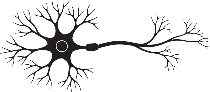 Black silhouette of a neuron with dendrites axon and nucleus on white background also transparent background