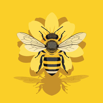 Detailed illustration of a honey bee.