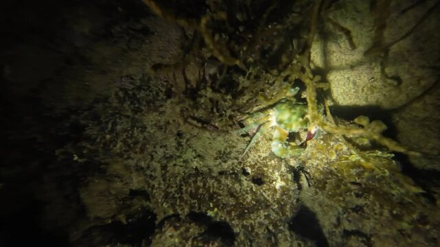 Green marbled crab at night on reef. Shell pattern resembling eyes and mouth used to confuse predators. Nocturnal marine crab on coral seabed in flashlight beam. Filmed in Nha Trang, Vietnam.