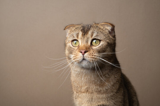 golden shaded or brown scottish fold cat portrait, tone on tone studio shot against beige or khaki brown background with copy space