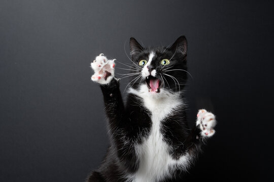 funny playful tuxedo cat in motion making shocked or surprised face with mouth open. studio shot on black background with copy space