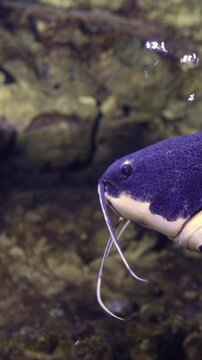 Vertical video. Graceful redtail catfish, phractocephalus hemioliopterus, swimming slowly in a freshwater aquarium, displaying its distinctive dark body, white underbelly, and vibrant orange tail fin