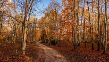 Obraz premium Autumn Forest Path in Sunlit Deciduous Trees with Orange Yellow Foliage