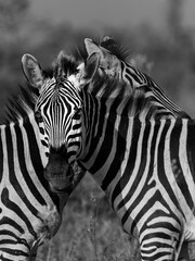 Fototapeta premium Grant’s zebra, Equus quagga boehmi) togetherness