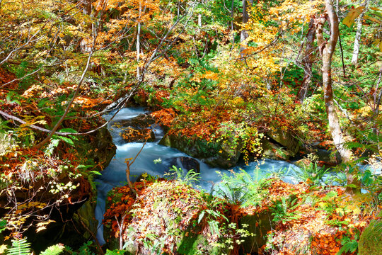 Mystical Oirase River flowing through an autumn forest with fallen leaves on mossy rocks in Towada Hachimantai National Park in Aomori, Japan ~ Beautiful scenery of Japanese countryside in fall season
