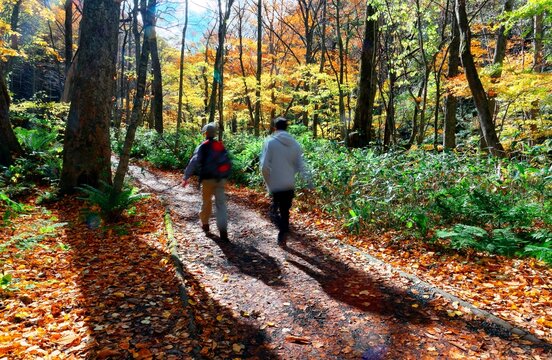 Tourists walking on a pathway covered with fallen leaves & sunlight shining through the autumn forest with colorful foliage along Oirase River, in Towada Hachimantai National Park, Aomori, Japan 