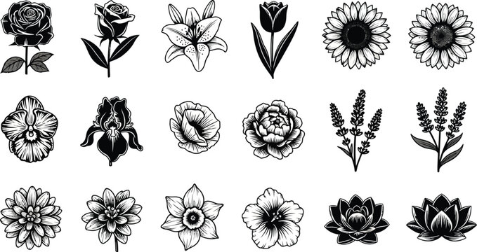 Collection of black and white floral flower rose lily tulip